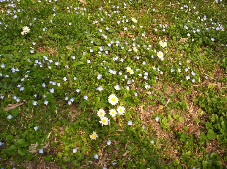 Segni di primavera